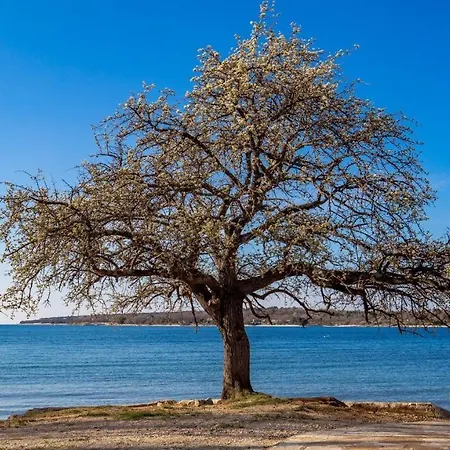 Apartmán Rona Porat 2 *